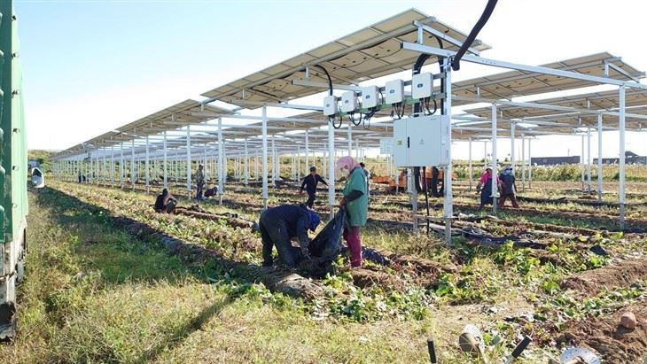Agricultural Solar Racks: Mounting For Crops & Livestock factory