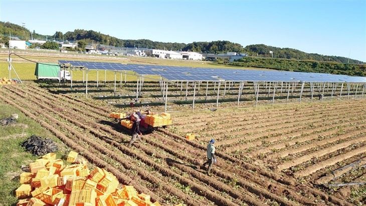 Ground Mounting Structure | Agrivoltaic Mounting System high quality
